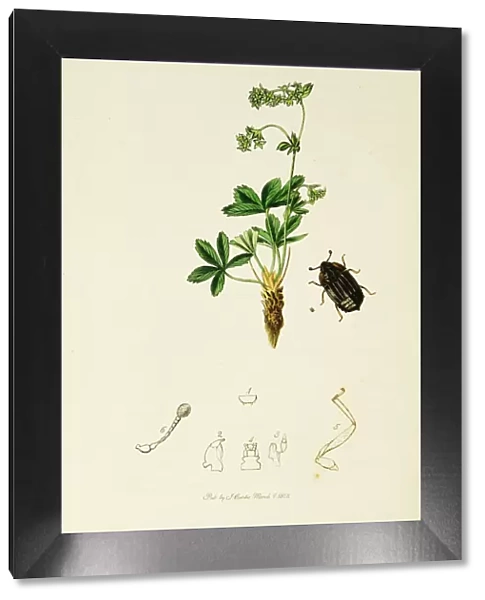 Curtis British Entomology Plate 204