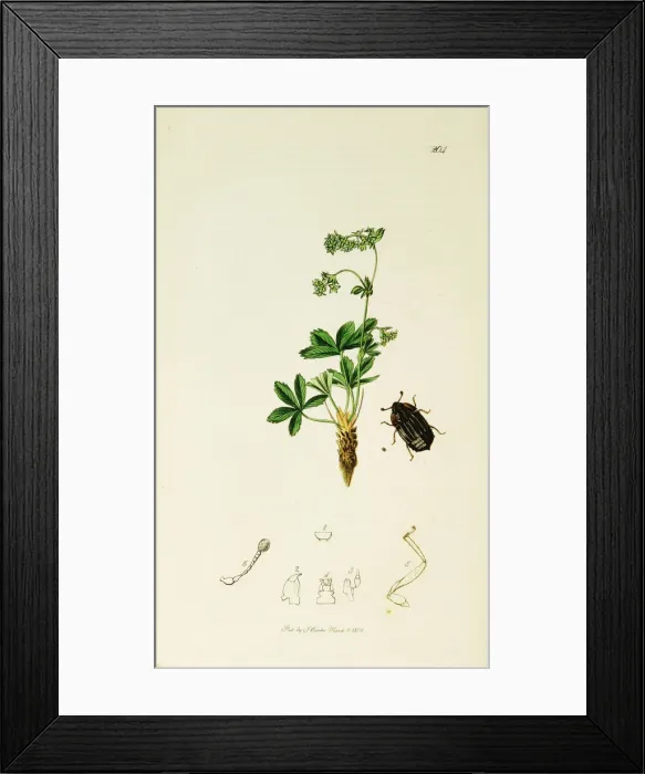 Framed Print : Curtis British Entomology Plate 204 Framed Print : Curtis British Entomology Plate 204