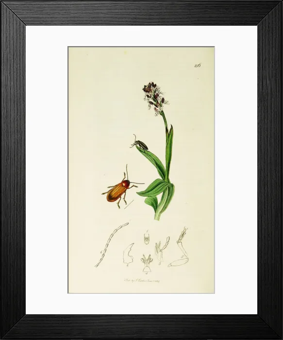 Framed Print : Curtis British Entomology Plate 216 Framed Print : Curtis British Entomology Plate 216
