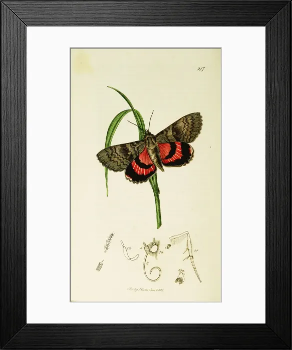 Framed Print : Curtis British Entomology Plate 217 Framed Print : Curtis British Entomology Plate 217