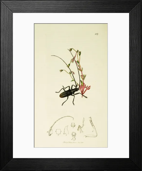 Framed Print : Curtis British Entomology Plate 219 Framed Print : Curtis British Entomology Plate 219