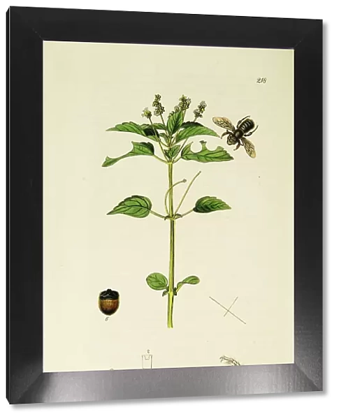 Curtis British Entomology Plate 218