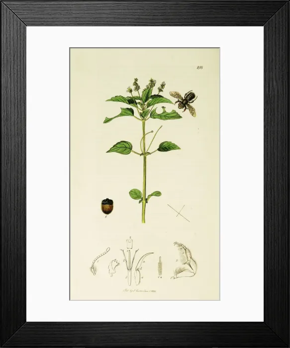 Framed Print : Curtis British Entomology Plate 218 Framed Print : Curtis British Entomology Plate 218