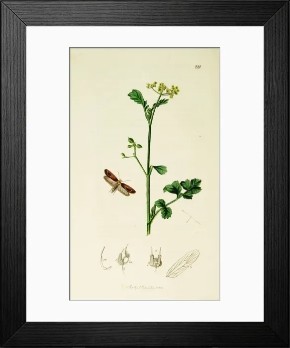 Framed Print : Curtis British Entomology Plate 221 Framed Print : Curtis British Entomology Plate 221