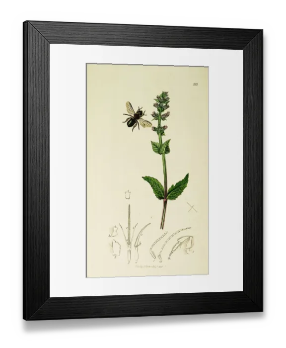 Framed Print : Curtis British Entomology Plate 222 Framed Print : Curtis British Entomology Plate 222
