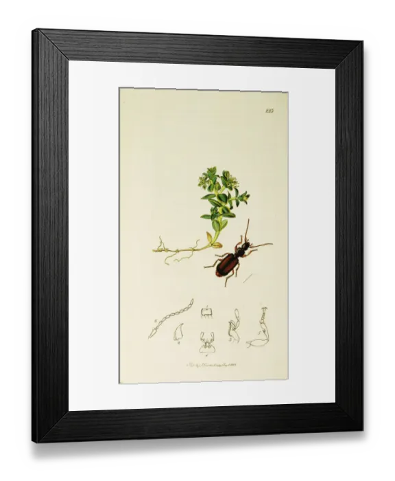 Framed Print : Curtis British Entomology Plate 223 Framed Print : Curtis British Entomology Plate 223