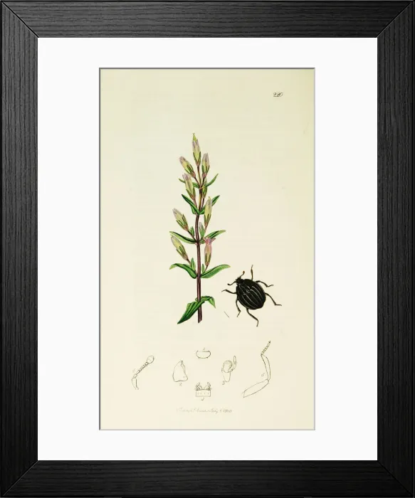 Framed Print : Curtis British Entomology Plate 220