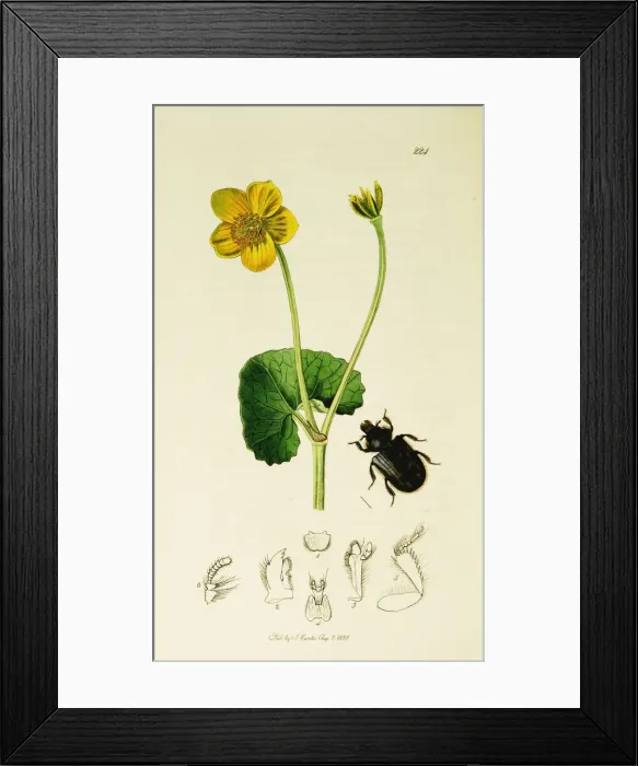 Framed Print : Curtis British Entomology Plate 224 Framed Print : Curtis British Entomology Plate 224
