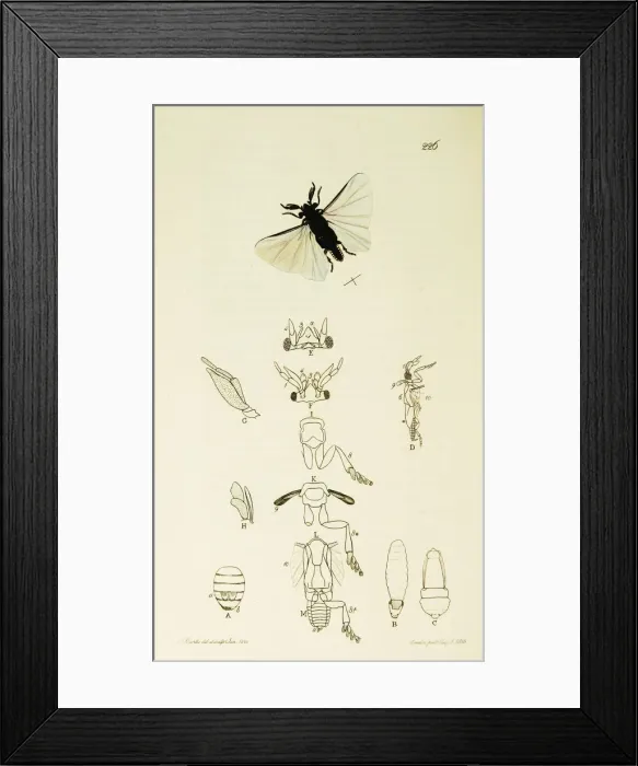 Framed Print : Curtis British Entomology Plate 226 Framed Print : Curtis British Entomology Plate 226