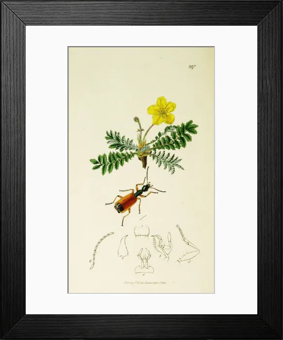 Framed Print : Curtis British Entomology Plate 227 Framed Print : Curtis British Entomology Plate 227