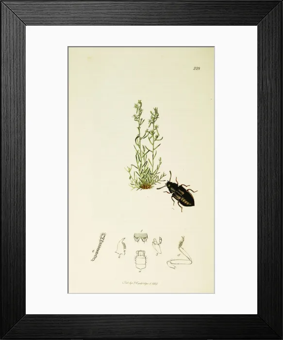 Framed Print : Curtis British Entomology Plate 228 Framed Print : Curtis British Entomology Plate 228