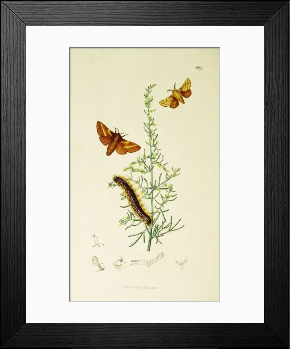 Framed Print : Curtis British Entomology Plate 229 Framed Print : Curtis British Entomology Plate 229