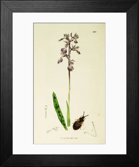Framed Print : Curtis British Entomology Plate 230 Framed Print : Curtis British Entomology Plate 230