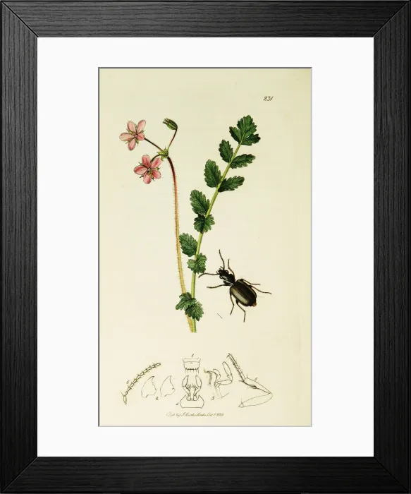 Framed Print : Curtis British Entomology Plate 231 Framed Print : Curtis British Entomology Plate 231