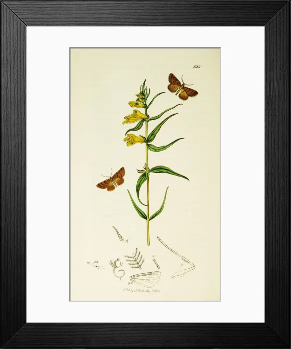 Framed Print : Curtis British Entomology Plate 225 Framed Print : Curtis British Entomology Plate 225