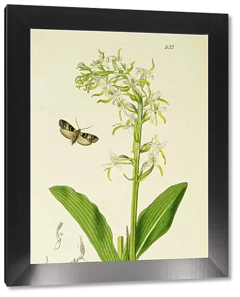 Curtis British Entomology Plate 233