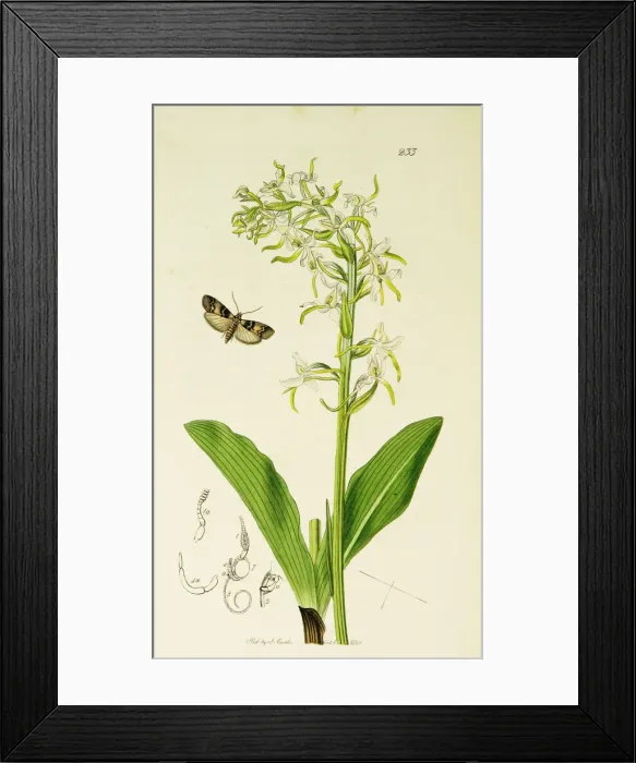 Framed Print : Curtis British Entomology Plate 233