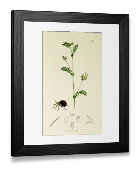 Framed Print : Curtis British Entomology Plate 232 Framed Print : Curtis British Entomology Plate 232