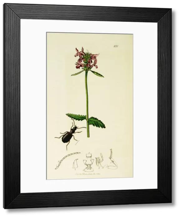 Framed Print : Curtis British Entomology Plate 235 Framed Print : Curtis British Entomology Plate 235