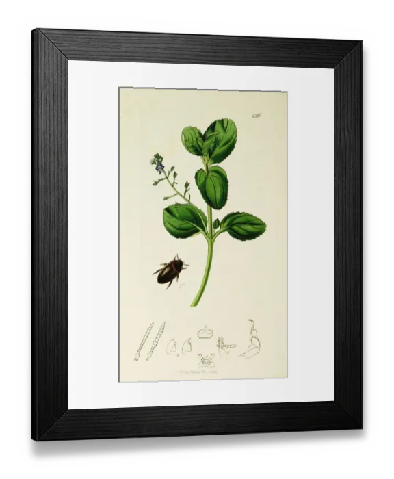 Framed Print : Curtis British Entomology Plate 236 Framed Print : Curtis British Entomology Plate 236