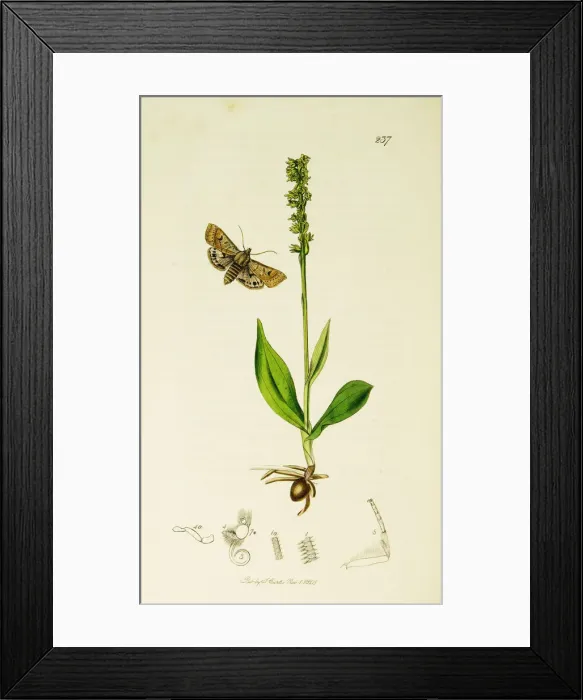 Framed Print : Curtis British Entomology Plate 237 Framed Print : Curtis British Entomology Plate 237