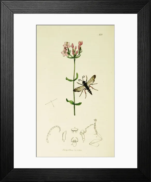Framed Print : Curtis British Entomology Plate 238 Framed Print : Curtis British Entomology Plate 238
