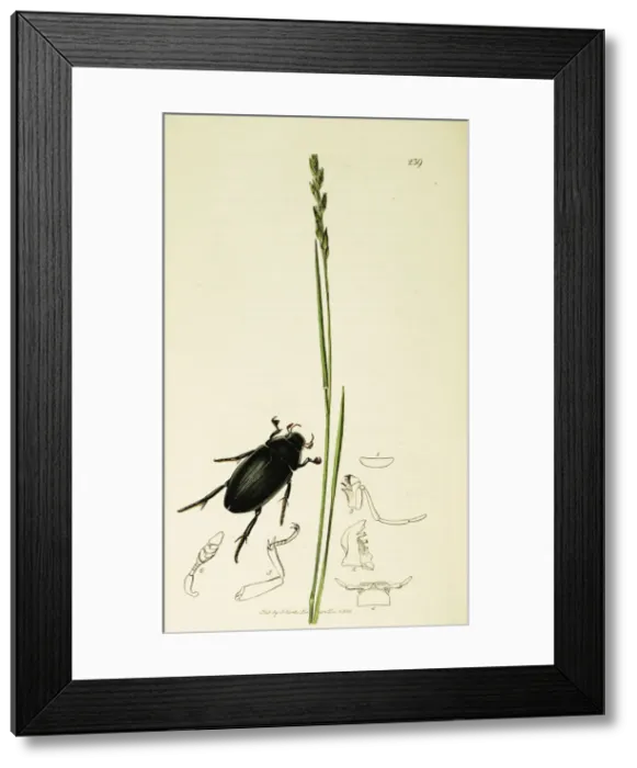 Framed Print : Curtis British Entomology Plate 239 Framed Print : Curtis British Entomology Plate 239