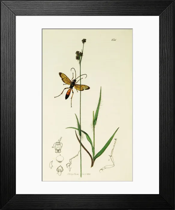 Framed Print : Curtis British Entomology Plate 234 Framed Print : Curtis British Entomology Plate 234
