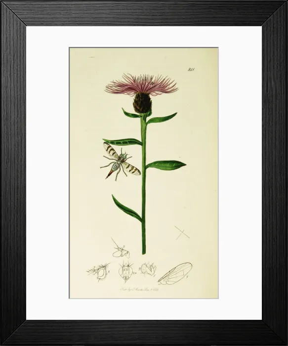 Framed Print : Curtis British Entomology Plate 241 Framed Print : Curtis British Entomology Plate 241