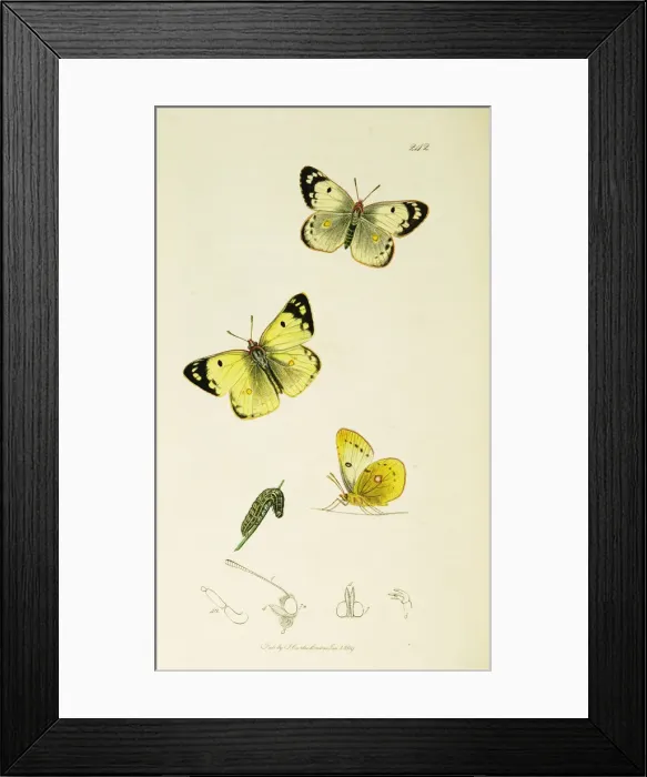 Framed Print : Curtis British Entomology Plate 242 Framed Print : Curtis British Entomology Plate 242