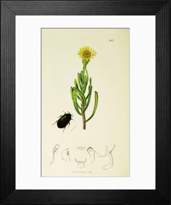Framed Print : Curtis British Entomology Plate 243 Framed Print : Curtis British Entomology Plate 243