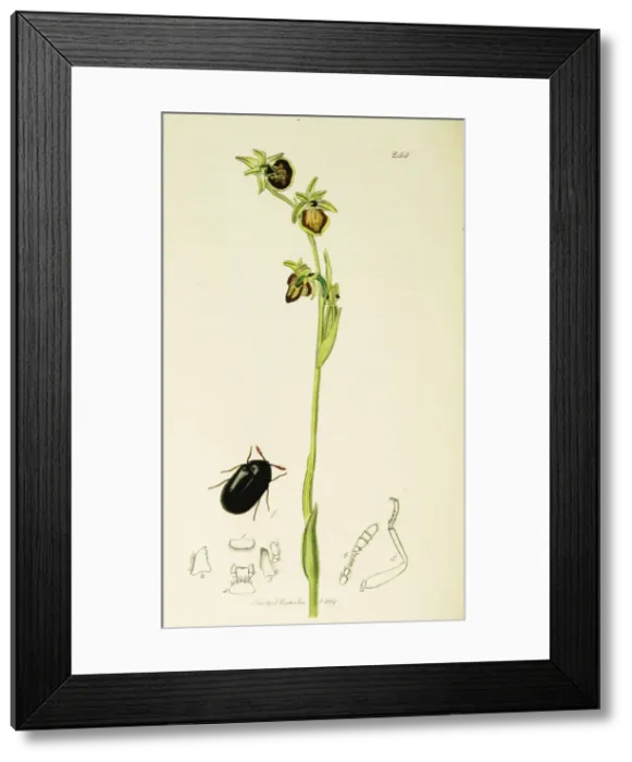 Framed Print : Curtis British Entomology Plate 244 Framed Print : Curtis British Entomology Plate 244