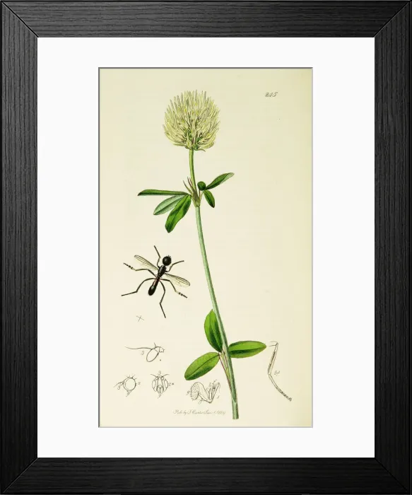 Framed Print : Curtis British Entomology Plate 245 Framed Print : Curtis British Entomology Plate 245