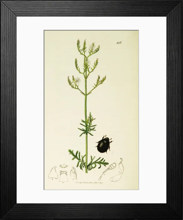 Framed Print : Curtis British Entomology Plate 246 Framed Print : Curtis British Entomology Plate 246