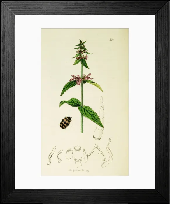 Framed Print : Curtis British Entomology Plate 247 Framed Print : Curtis British Entomology Plate 247