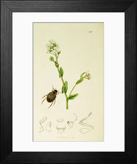Framed Print : Curtis British Entomology Plate 240 Framed Print : Curtis British Entomology Plate 240