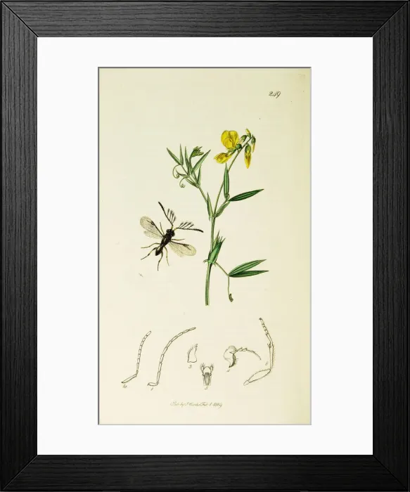 Framed Print : Curtis British Entomology Plate 249 Framed Print : Curtis British Entomology Plate 249