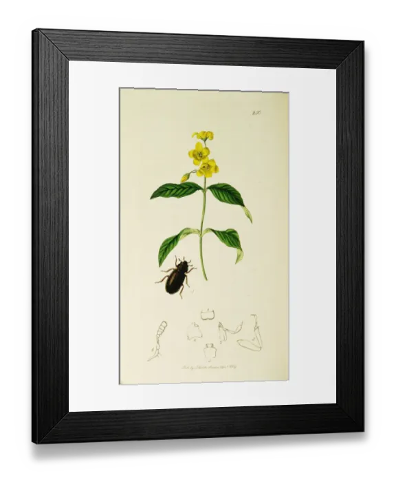 Framed Print : Curtis British Entomology Plate 250 Framed Print : Curtis British Entomology Plate 250