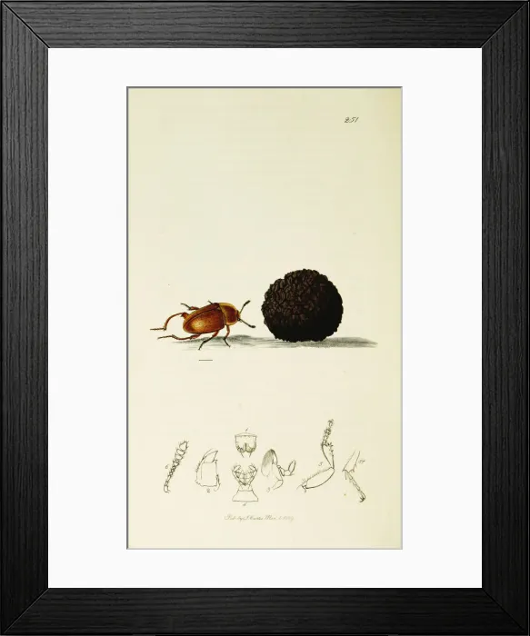 Framed Print : Curtis British Entomology Plate 251 Framed Print : Curtis British Entomology Plate 251