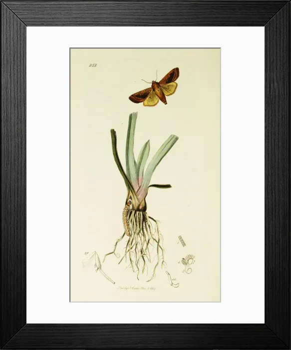 Framed Print : Curtis British Entomology Plate 252 Framed Print : Curtis British Entomology Plate 252