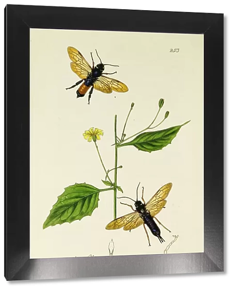 Curtis British Entomology Plate 253
