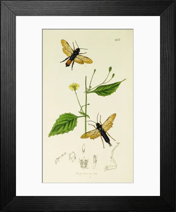 Framed Print : Curtis British Entomology Plate 253 Framed Print : Curtis British Entomology Plate 253