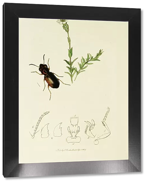 Curtis British Entomology Plate 254