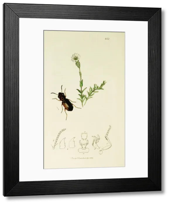 Framed Print : Curtis British Entomology Plate 254 Framed Print : Curtis British Entomology Plate 254