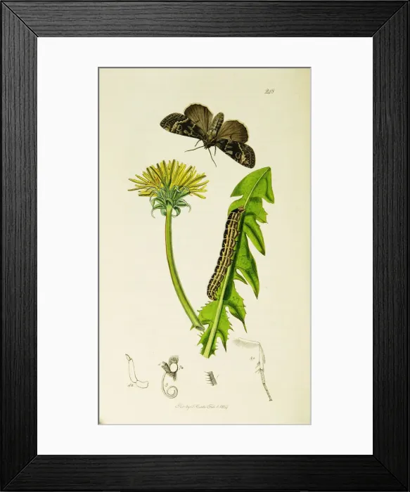Framed Print : Curtis British Entomology Plate 248 Framed Print : Curtis British Entomology Plate 248