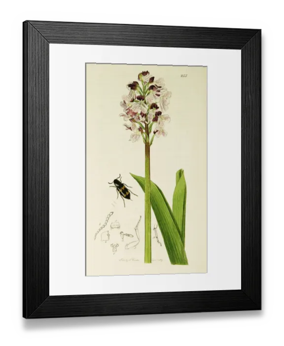 Framed Print : Curtis British Entomology Plate 255 Framed Print : Curtis British Entomology Plate 255