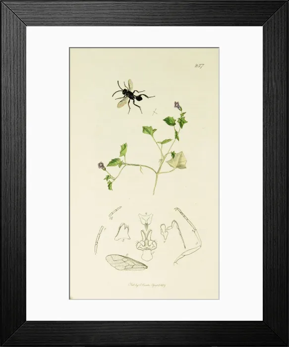 Framed Print : Curtis British Entomology Plate 257 Framed Print : Curtis British Entomology Plate 257