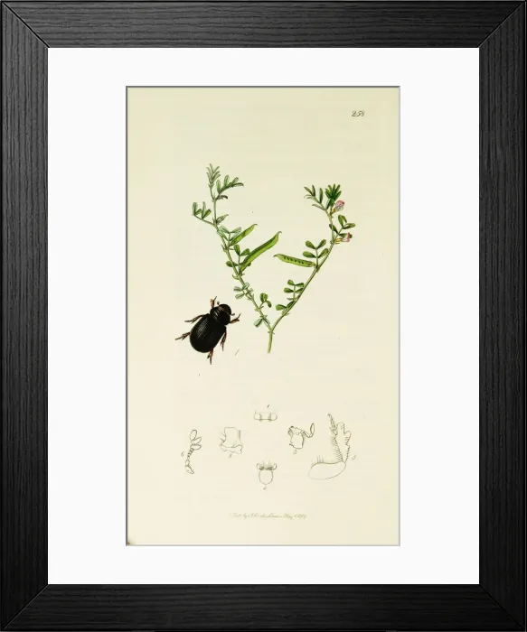 Framed Print : Curtis British Entomology Plate 258 Framed Print : Curtis British Entomology Plate 258