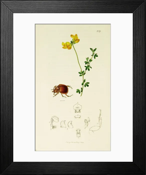 Framed Print : Curtis British Entomology Plate 259 Framed Print : Curtis British Entomology Plate 259