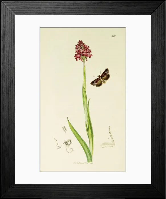 Framed Print : Curtis British Entomology Plate 260 Framed Print : Curtis British Entomology Plate 260